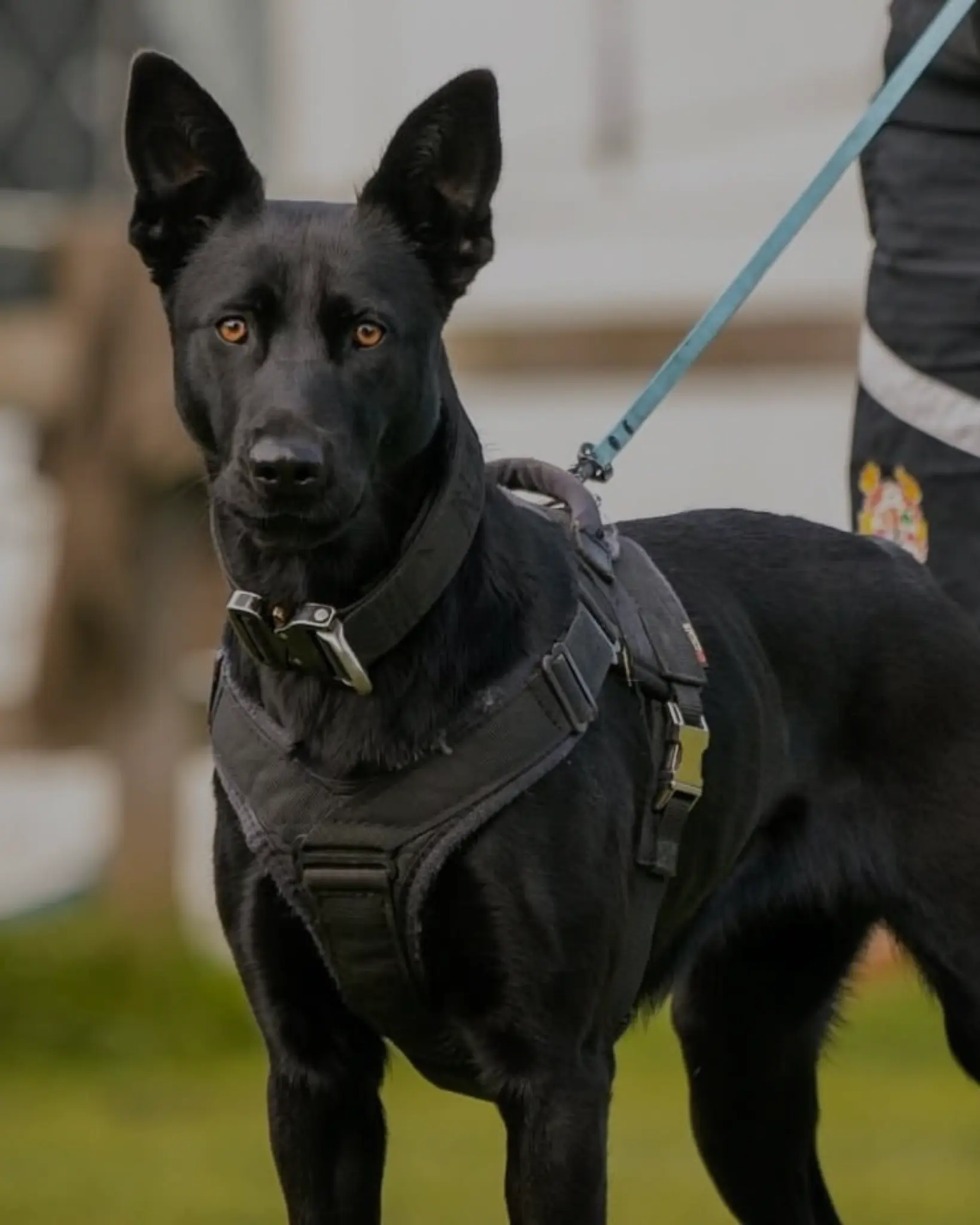 A black dog in a fitted harness beside a trainer outdoors.