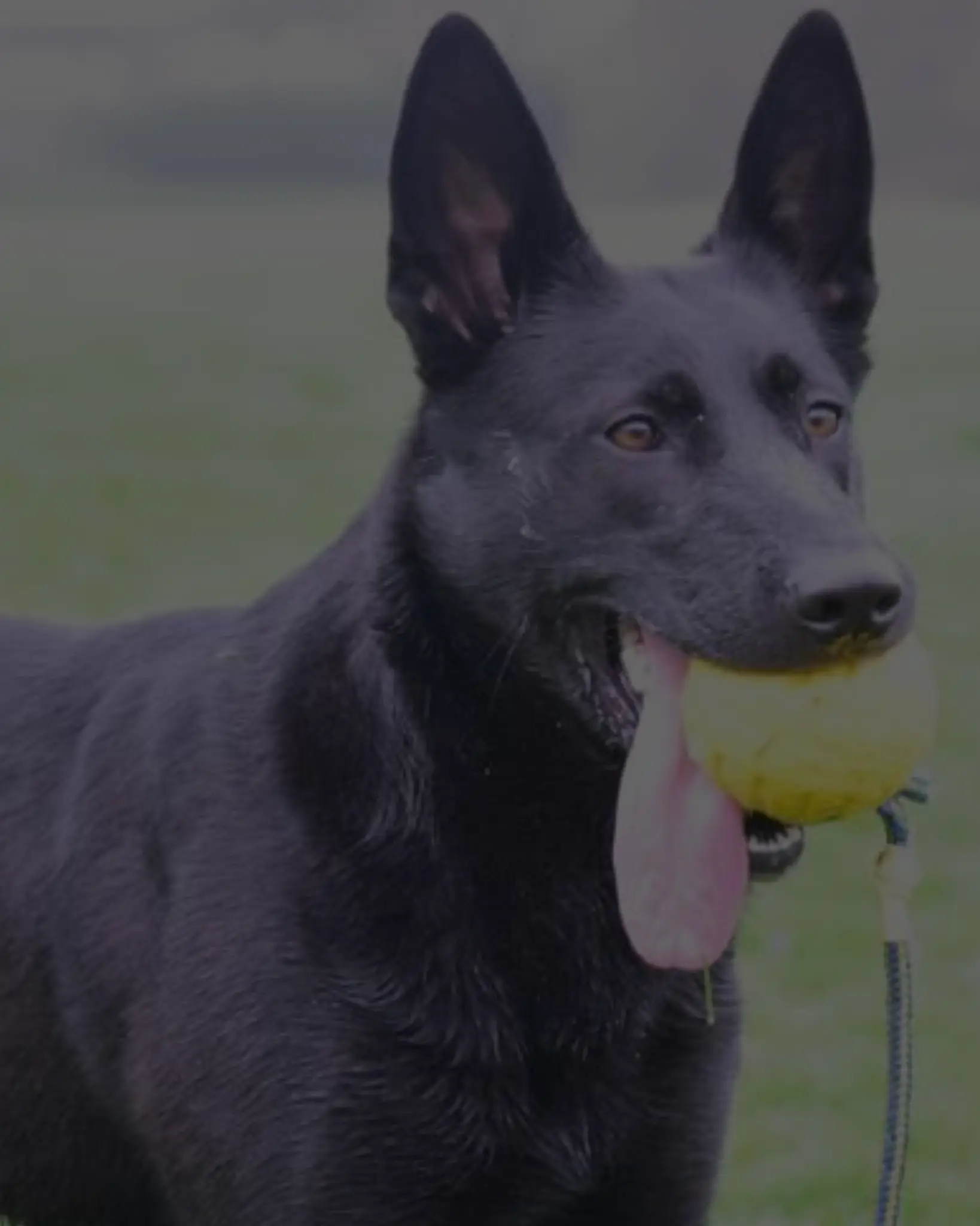 A black dog carrying a yellow training ball outdoors.